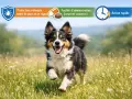 Un berger australien joyeux court dans un champ fleuri, protégé par Bravecto.