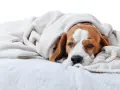 Un beagle fatigué, emmitouflé dans une couverture, semble souffrir d'un gastro chien contagieux.