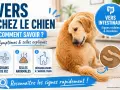 Un chien golden retriever se lèche le flanc, l'image explique les signes de vers chez le chien : grains de riz, selles anormales, démangeaisons.