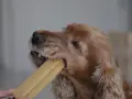 Un chien ronge un fromage de yak. Attention, ce type de friandise peut présenter un danger pour votre chien.