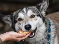 Un chien mange une friandise. Attention, certaines friandises pour chien peuvent présenter un danger.