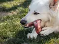 Un chien blanc savoure un os à mâcher chiot sur l'herbe.