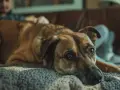Un chien brun repose sur une couverture, l'air triste. Son maître est derrière lui. Mon chien à perdu son compagnon que faire ?