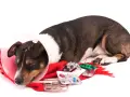 Chien malade, portant une collerette, entouré de médicaments et d'un thermomètre. Il pourrait souffrir d'une obstruction intestinale chien.