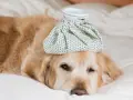 Un golden retriever malade, avec une poche de glace sur la tête, se repose. Combien de temps dure un rhume chez le chien ?