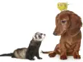 Un furet curieux regarde un chien teckel brun, avec un petit oiseau jaune perché sur la tête du chien.