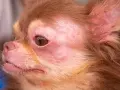 Visage de chien chihuahua avec une peau rouge et irritée autour des yeux et du museau. Peut-on devenir allergique au chien du jour au lendemain ?