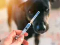 Une main tient une seringue devant un chien noir. La question est : un chien vacciné peut-il attraper la rage ?