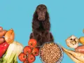 Un chien brun entouré de légumes frais et de haricots, prêts pour une alimentation saine.