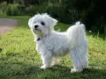 Un adorable bichon maltais blanc, au poil long et soyeux, se tient fièrement dans l'herbe verte.
