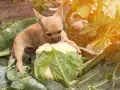 Un adorable chiot chihuahua découvre un chou-fleur dans le potager. Ce petit chou chien semble intrigué par ce légume géant.