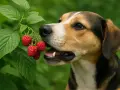Un chien curieux goûte une framboise fraîchement cueillie sur une branche verte.