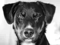 Un chien noir fait un clin d'œil, son œil gauche ouvert, suggérant une consultation en ophtalmologie vétérinaire.