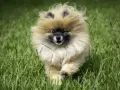 Un adorable Spitz nain court dans l'herbe. Il est encore jeune, mais on se demande à quel âge un spitz nain est propre.