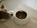 Un chien brun regarde avec envie sa gamelle remplie de croquettes, prêt à déguster son alimentation.