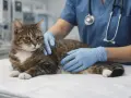 Un vétérinaire examine un chat, suggérant une discussion sur l'alimentation maison pour un chien en insuffisance rénale.