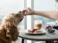 Un chien reçoit une friandise de la main d'une personne. Sur la table, un plat de pancakes au yaourt et aux fruits, peut-être pour aider à la constipation du chien.