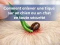 Utilisation d'un tire-tique pour enlever une tique sur un animal.