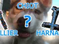 Collier ou harnais pour chien qui tire ? Lequel choisir pour votre chiot ?
