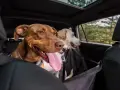 Deux chiens, dont un brun avec la langue pendante, semblent un peu stressés en voiture, regardant par la fenêtre.