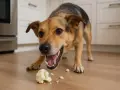Un chien curieux renifle un chou-fleur tombé sur le sol de la cuisine.