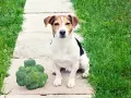 Un chien Jack Russell est assis à côté d'un gros brocoli sur un chemin en dalles.