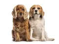 Un beagle et un cocker, deux amis fidèles, posent côte à côte sur fond blanc.