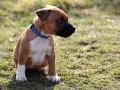 Un adorable chiot staff, au pelage brun et blanc, porte un collier bleu. Il est assis dans l'herbe, curieux.