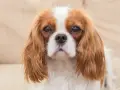 Un adorable cavalier king charles adulte au regard doux, avec son pelage roux et blanc.
