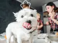 Un adorable Westie, coiffé d'un chapeau de chef, attend avec impatience de faire des gâteries avec sa famille en cuisine.