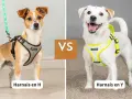 Chien brun et blanc avec un harnais en H, face à un chien blanc souriant portant un harnais en Y.