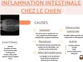Radiographie d'un chien montrant une inflammation intestinale. Causes : infection, parasitose, allergie/intolérance, obstruction. Symptômes : diarrhée, sang, vomissements, fièvre.