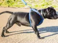 Jeune chien noir avec un harnais bleu, prêt pour sa promenade.