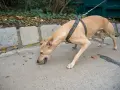 Un chien brun, en laisse, renifle des croquettes sur le trottoir. Il semble chercher un trésor, peut-être une moutarde chien cachée.