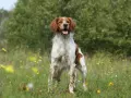 Un magnifique épagneul breton tricolore, le poil long et soyeux, se tient fièrement dans un champ fleuri, la langue pendante, heureux sous le soleil.