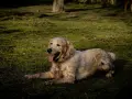 Un golden retriever boueux se repose sur l'herbe. Il a l'air heureux, comme si mon chien sent le fromage après une bonne journée de jeu.
