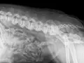 Radiographie latérale d'un chien montrant des anomalies vertébrales et pelviennes, potentiellement liées au syndrome de la queue de cheval.