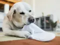 Un labrador blanc mordille une chaussette blanche, peut-être un signe de syndrome de pica.