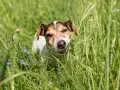 Un chien Jack Russell curieux, au milieu de l'herbe haute et des petites fleurs bleues, se demande pourquoi mon chien mange de l'herbe.