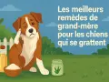 Un chien se gratte l'oreille, l'air contrarié. À côté, une bouteille d'huile, un bol de poudre et un bocal avec des herbes. Les meilleurs remèdes de grand-mère pour les chiens qui se grattent.
