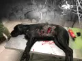 Un chien noir blessé sur une table d'opération, rappelant le danger d'un sanglier pour les chiens.