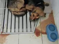 Chien malade, couché sur une grille, avec des taches de sang au sol. Triste illustration de comment un chien attrape la parvovirose.