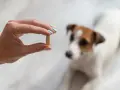 Une main tient une pilule, peut-être du meloxicam pour chien, devant un Jack Russell terrier flou.