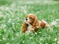 Un adorable cocker king charles, au pelage roux et blanc, se repose paisiblement dans un champ d'herbe verte parsemé de petites fleurs blanches.