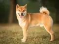 Un adorable shiba inu roux, la langue sortie, se tient fièrement dans un champ d'herbe verte.