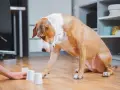 Un chien brun et blanc joue à un jeu de gobelets avec un humain. Il essaie de deviner où se trouve le jeu snack caché.