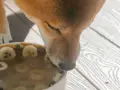 Un chien Shiba Inu savoure un bol rempli de bananes et de ce qui semble être des abats pour chien.