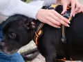 Mains ajustant un harnais chien déconseillé sur un chien noir. Le harnais est orange et noir, avec des bandes réfléchissantes.