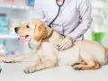 Un vétérinaire examine un chien pour un éventuel blocage urinaire. Le traitement est essentiel pour le bien-être de l'animal.