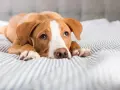 Chien brun et blanc couché sur un lit rayé, l'air fatigué. Il pourrait souffrir d'une gastro-entérite chien durée.